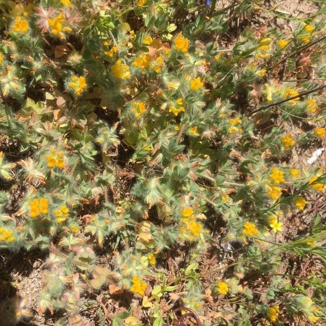 Lotus parviflorus — flower