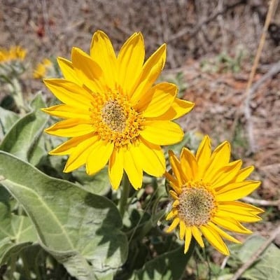 Balsamorhiza sagittata — flower