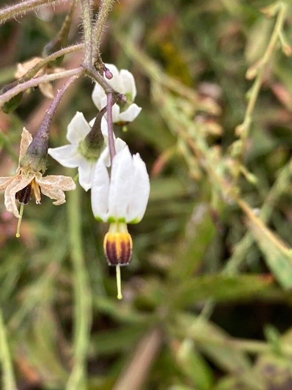Solanum lyratum
