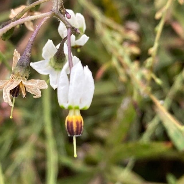 Solanum lyratum
