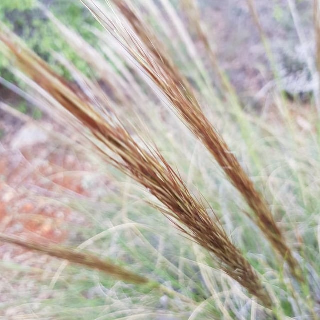 Stipa tenacissima — flower