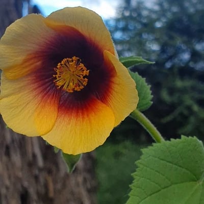 Abutilon hirtum — flower