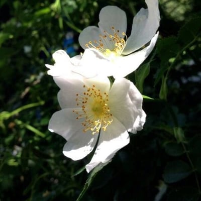 Rosa arvensis — flower