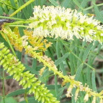 Prosopis glandulosa — flower