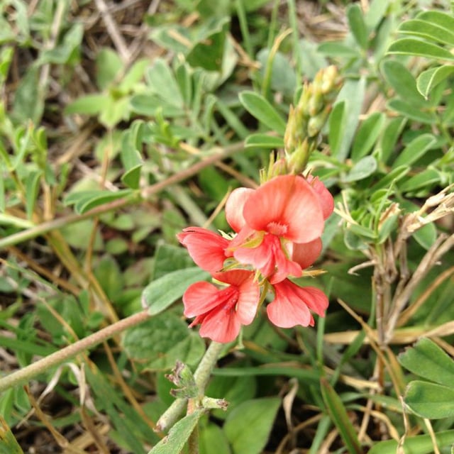 Indigofera miniata — flower