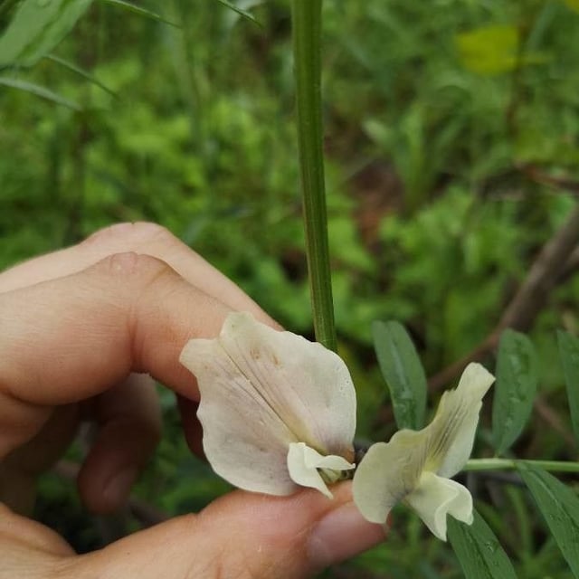 Vicia grandiflora — flower
