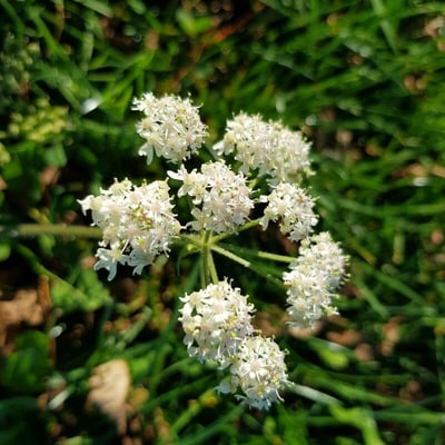 Athamanta cretensis — flower