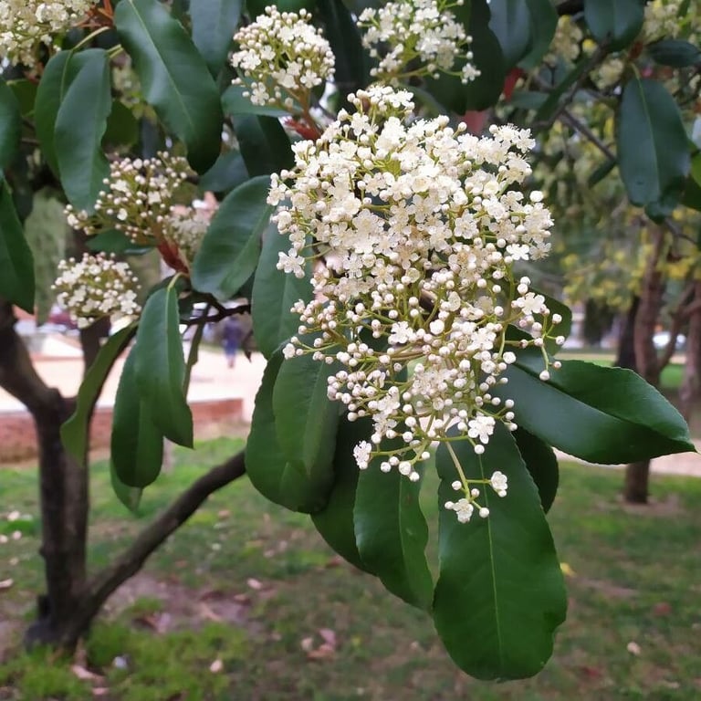 Japanese photinia