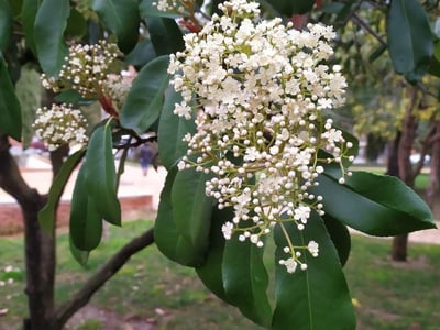 Japanese photinia