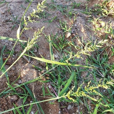 Eragrostis cilianensis — flower