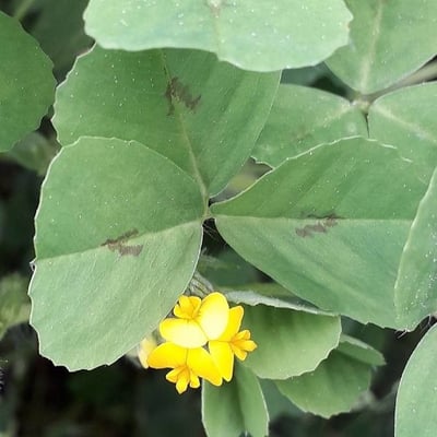 Medicago arabica — flower