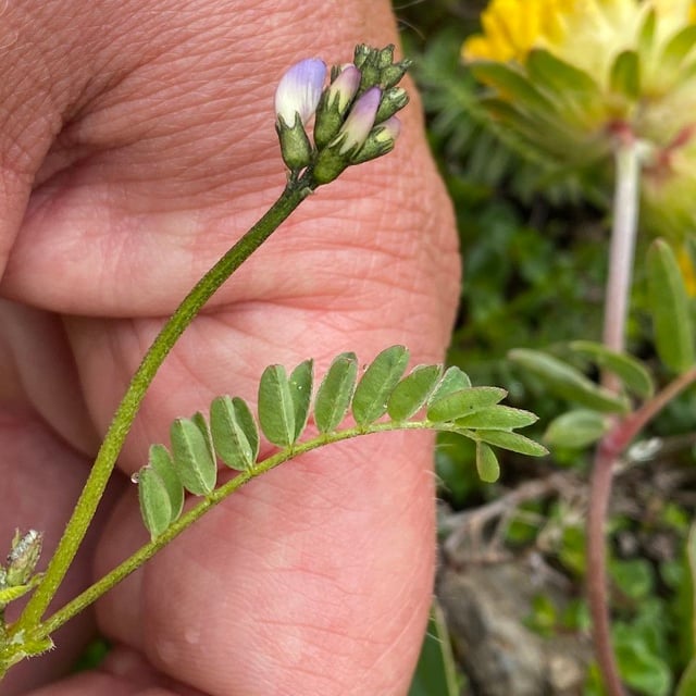 Astragalus alpinus — flower