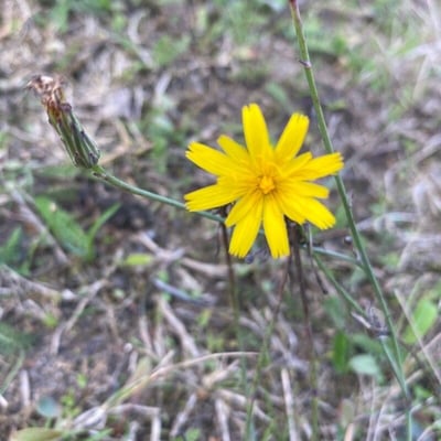 Hieracium sabaudum — flower