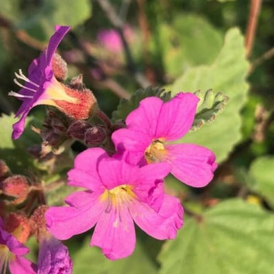 Melochia pyramidata — flower