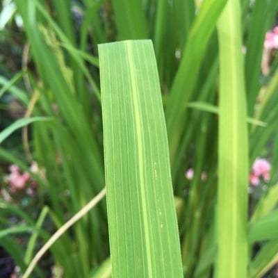 Oryza glaberrima — leaf