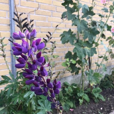 Lupinus albifrons — flower