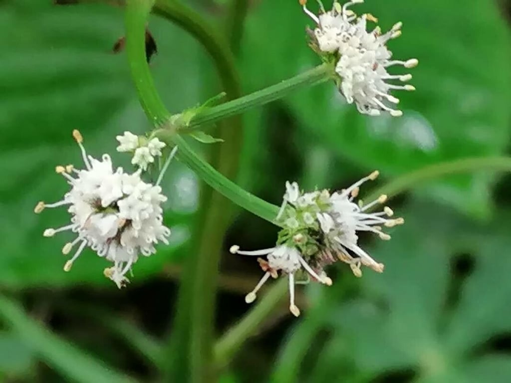 European sanicle