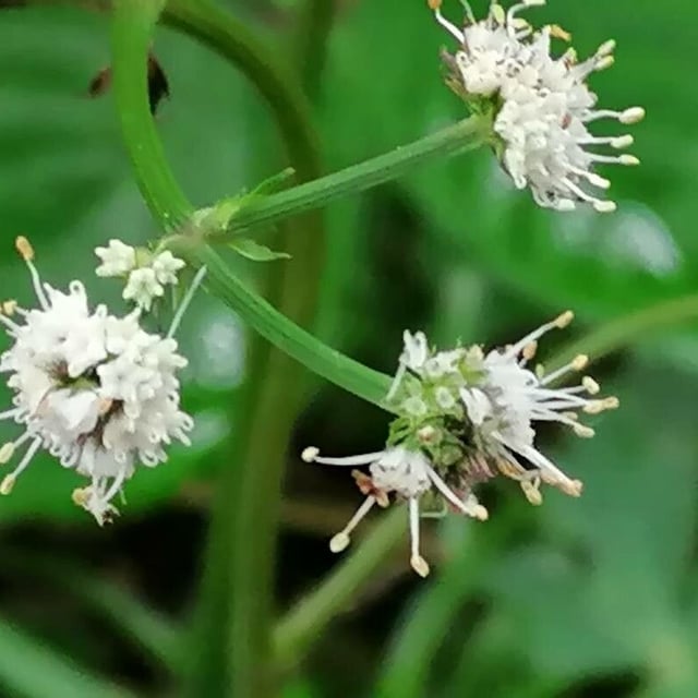 Sanicula europaea — flower