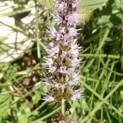 Mentha spicata — flower
