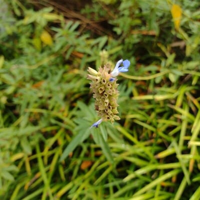 Salvia mellifera — flower