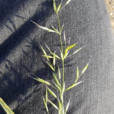 Bromus arvensis — flower