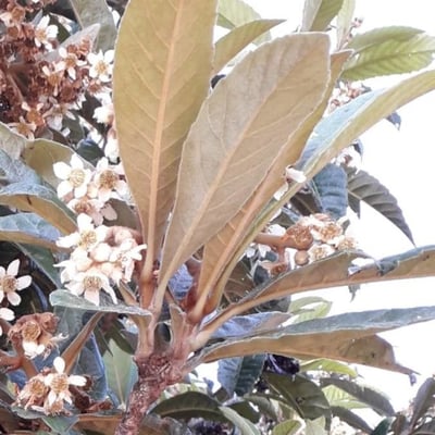 Eriobotrya japonica — flower