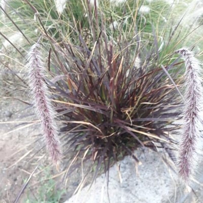 Cortaderia jubata — leaf