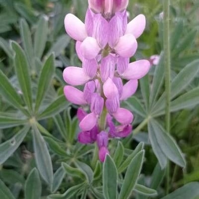 Lupinus albus — flower