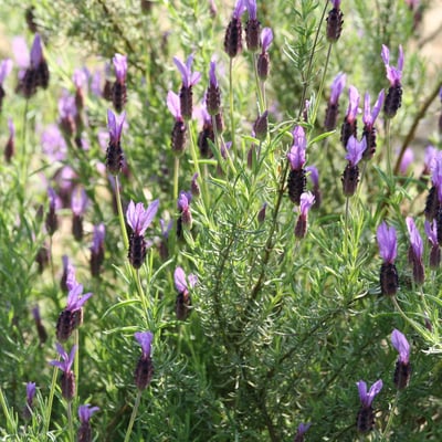 Lavandula pedunculata — flower