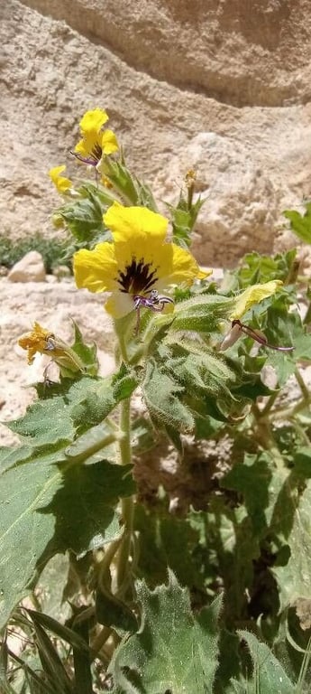 Golden henbane