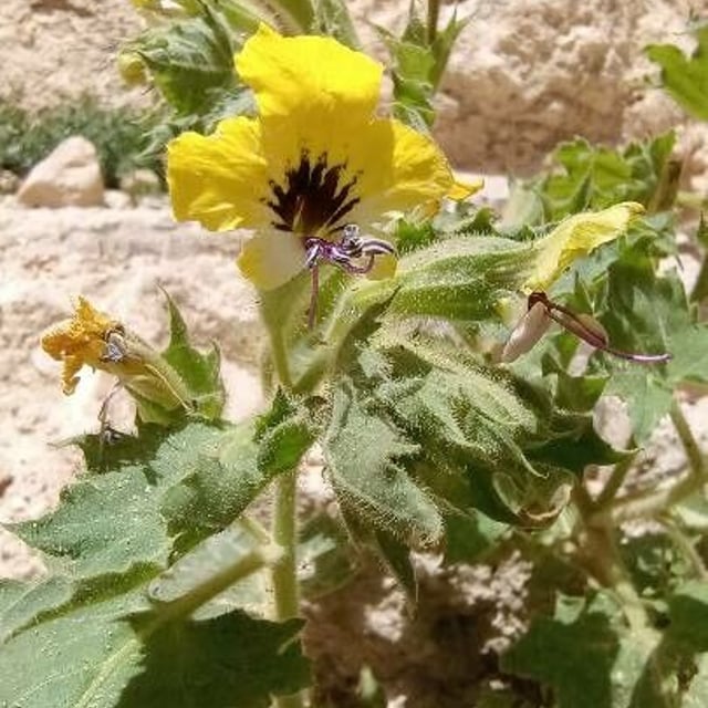 Golden henbane