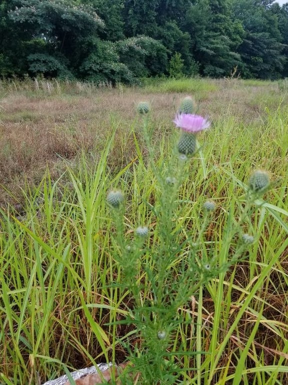 Field thistle