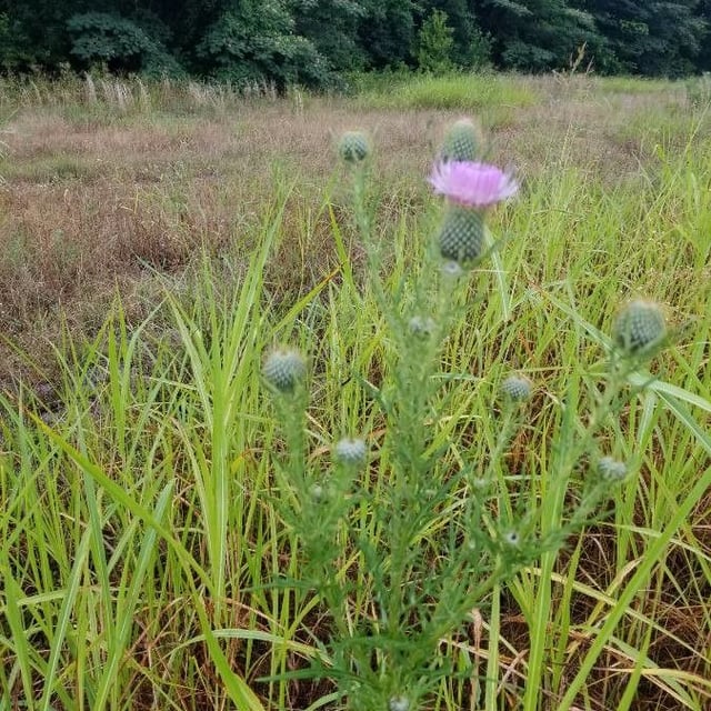 Field thistle