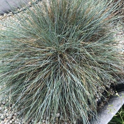 Festuca valesiaca — leaf