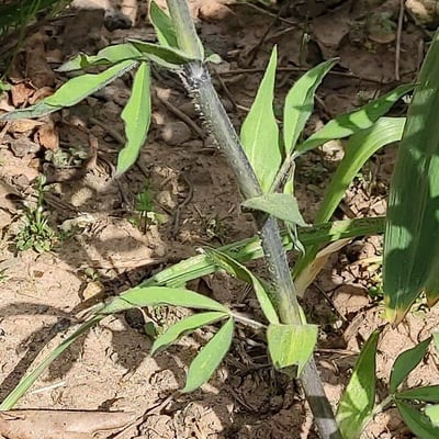 Thermopsis lanceolata — bark