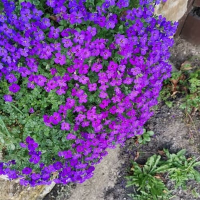 Aubrieta deltoidea — flower