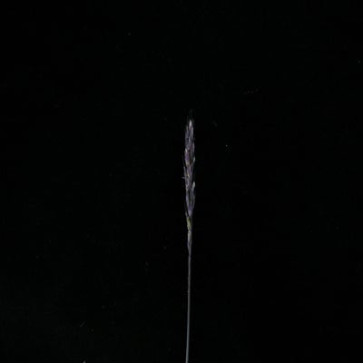 Trisetum spicatum — habit