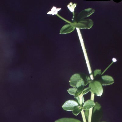 Galium rotundifolium — flower