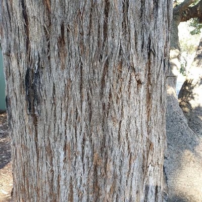 Eucalyptus pilularis — bark