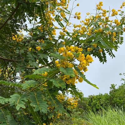 Senna spectabilis — flower
