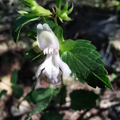 Prasium majus — flower