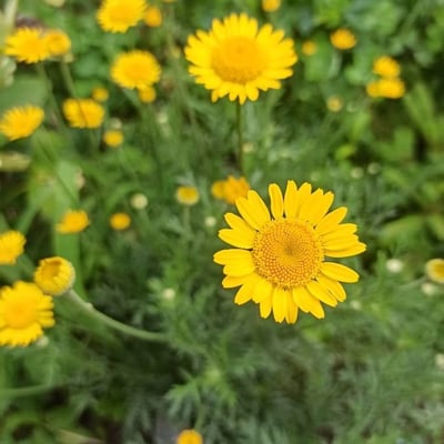 Cota tinctoria — flower