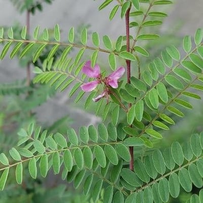 Indigofera tinctoria — flower