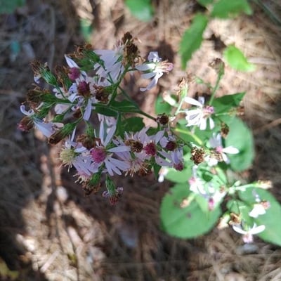 Eurybia macrophylla — flower