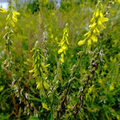 Melilotus officinalis — flower