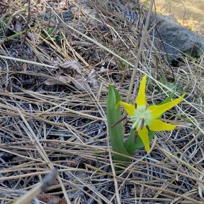 Erythronium grandiflorum — flower
