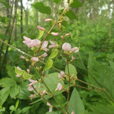 Desmodium paniculatum — flower