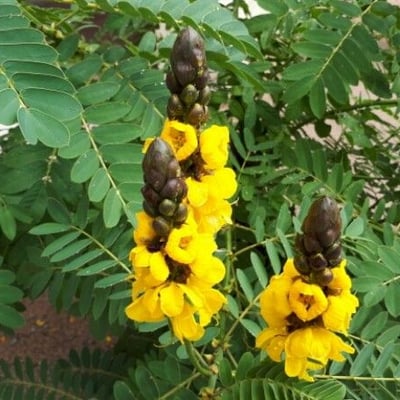 Senna didymobotrya — flower