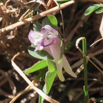 Corydalis pumila — flower