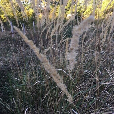 Calamagrostis epigejos — flower